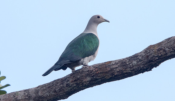 Green imperial pigeon (Ducula aenea)