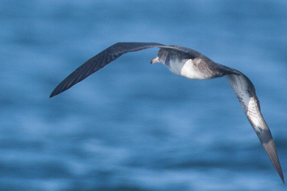 Pink-footed Shearwater (Puffinus creatopus)