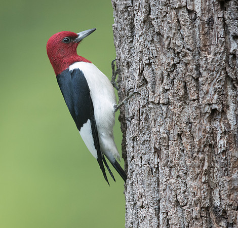 Red-headed woodpecker (Melanerpes erythrocephalus)