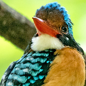 Bornean Banded Kingfisher (Lacedo melanops) Male