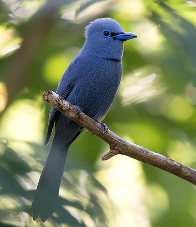 Blue paradise flycatcher (Terpsiphone cyanescens) Male