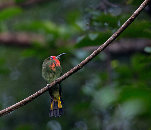 Red-bearded bee-eater (Nyctyornis amictus) Female