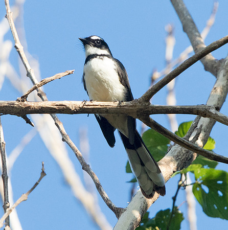 Philippine pied fantail (Rhipidura nigritorquis)