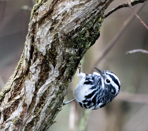 Black-and-white warbler (Mniotilta varia)