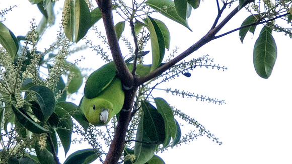 Green racket-tail (Prioniturus luconensis)