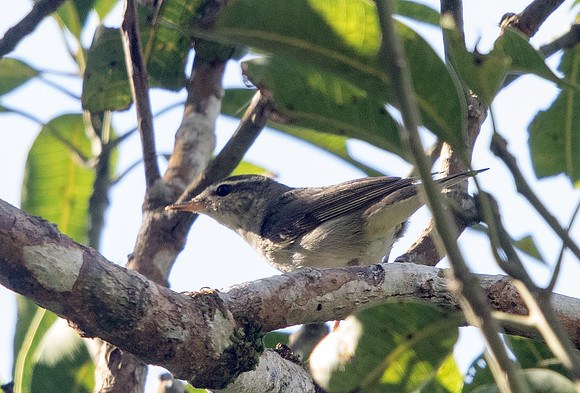 Arctic warbler (Phylloscopus borealis)