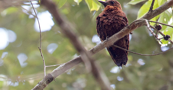 Rufous woodpecker (Micropternus brachyurus)