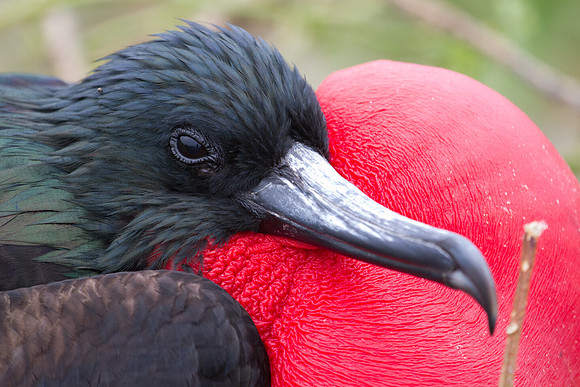Magnificent Frigatebird (Fregata magnificens)