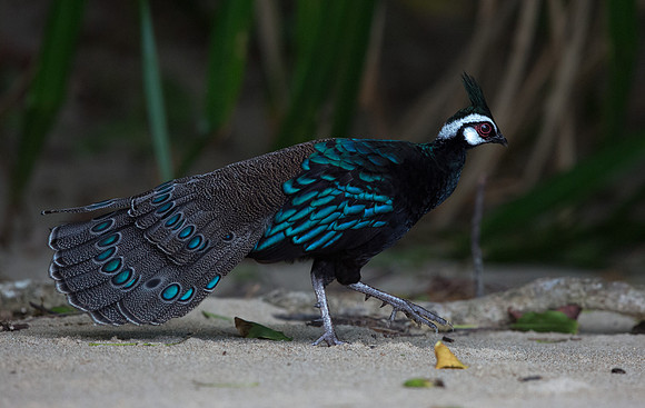 Palawan peacock-pheasant (Polyplectron napoleonis) Male