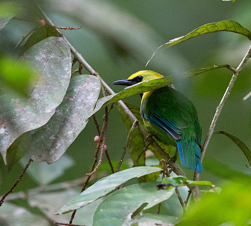 Blue-winged leafbird (Chloropsis cochinchinensis) Male