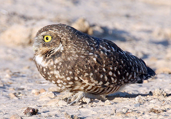 Burrowing Owl (Athene cunicularia)