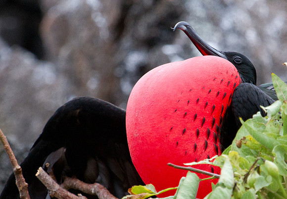 Magnificent Frigatebird (Fregata magnificens)