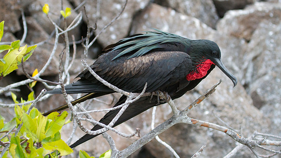 Magnificent Frigatebird (Fregata magnificens)
