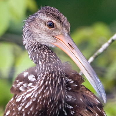 Limpkin (Aramus guarauna)