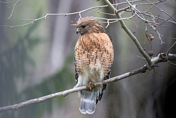 Red-shouldered hawk (Buteo lineatus)