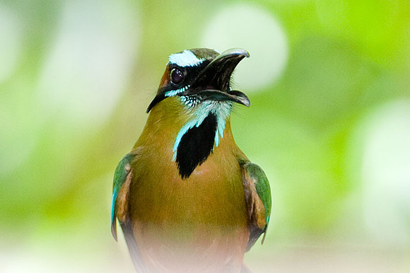 Turquoise-browed Motmot (Eumomota superciliosa)
