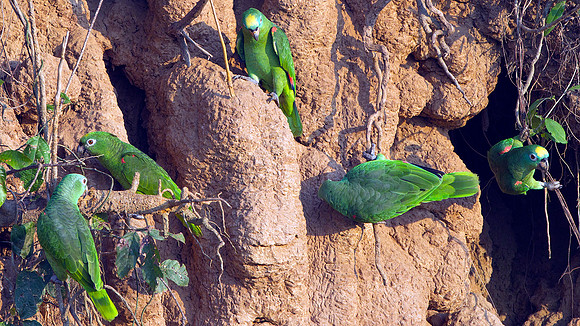 Yellow-crowned Parrot (Amazona ochrocephala)