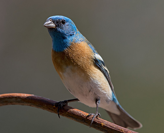 Lazuli bunting (Passerina amoena) Male