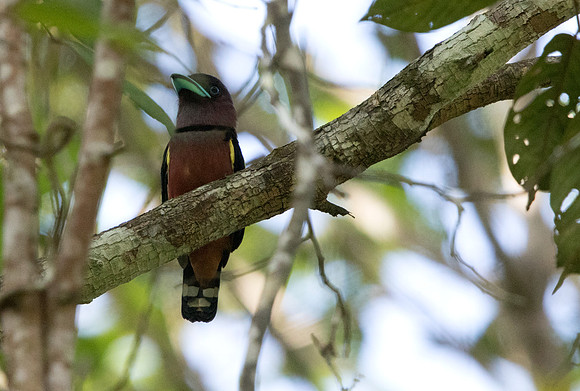Banded broadbill (Eurylaimus javanicus) Male