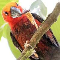Bornean bristlehead (Pityriasis gymnocephala)