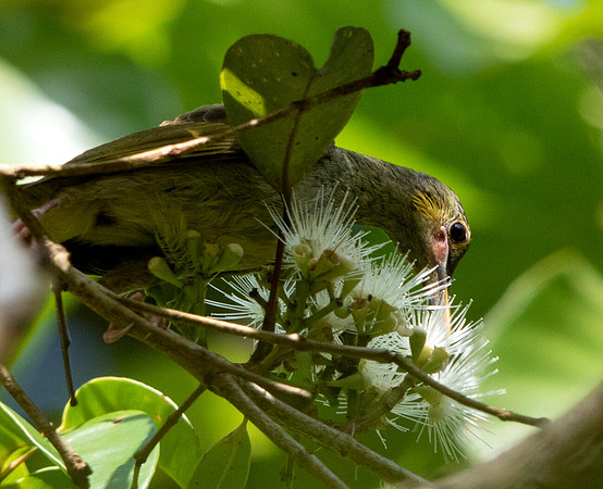 Yellow-eared spiderhunter (Arachnothera chrysogenys)