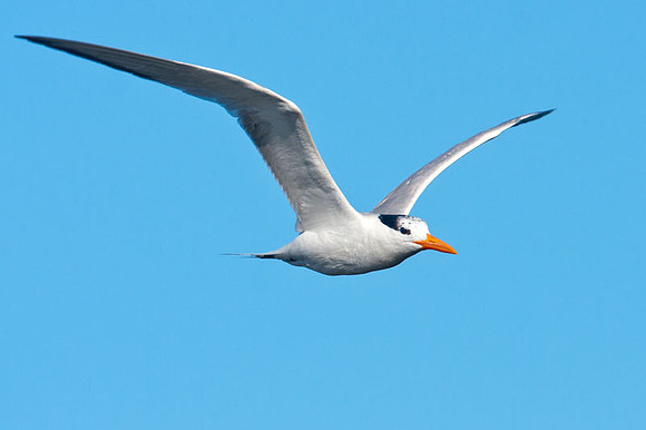Caspian Tern (Hydroprogne caspia)