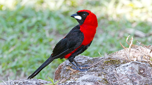Masked Crimson Tanager (Ramphocelus nigrogularis)
