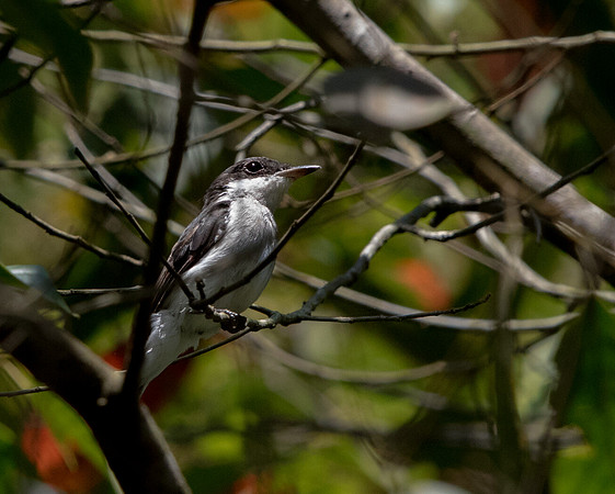 Black-winged flycatcher-shrike (Hemipus hirundinaceus)