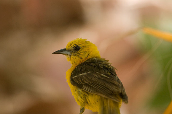 Hooded Oriole (Icterus cucullatus) female