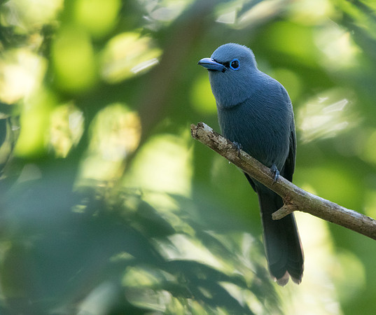 Blue paradise flycatcher (Terpsiphone cyanescens) Male