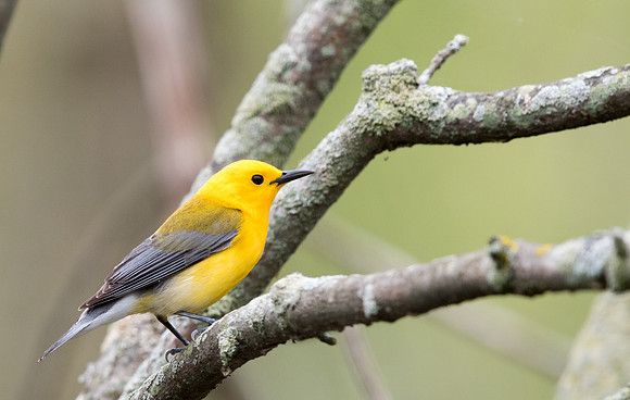 Prothonotary warbler (Protonotaria citrea)