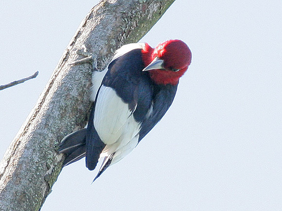 Red-headed Woodpecker (Melanerpes erythrocephalus)