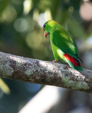 Philippine hanging parrot (Loriculus philippensis)
