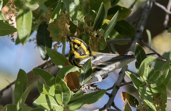 Townsend's warbler (Setophaga townsendi) Male