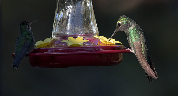 Magnificent hummingbird (Eugenes fulgens)