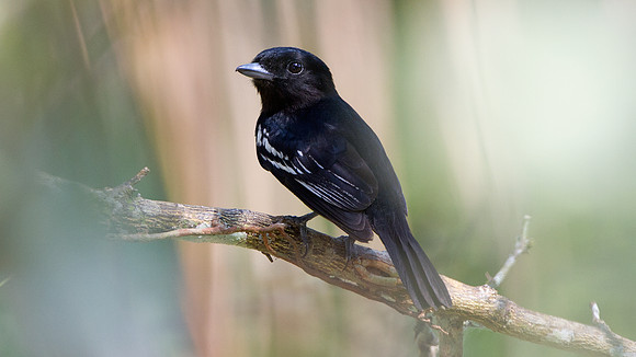 White-winged Becard (Pachyramphus polychopterus) - male