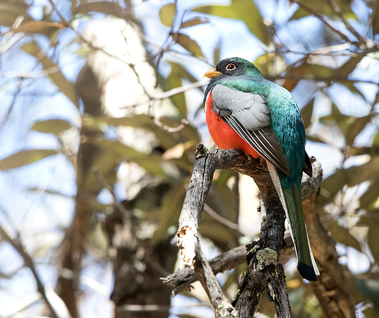 Elegant trogon (Trogon elegans) Male