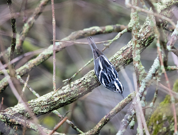 Black-and-white warbler (Mniotilta varia)