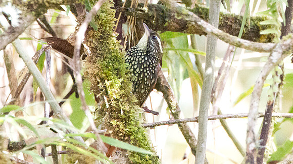 Pearled Treerunner (Margarornis squamiger)