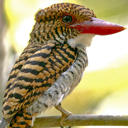 Banded Kingfisher (Lacedo pulchella) Female