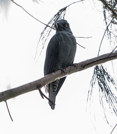 Bar-bellied cuckooshrike (Coracina striata)
