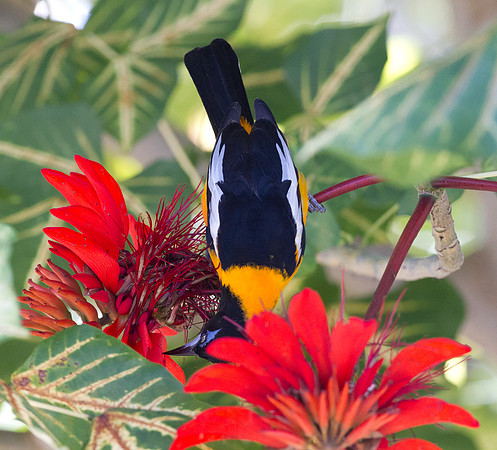 Venezuelan Troupial (Icterus icterus)