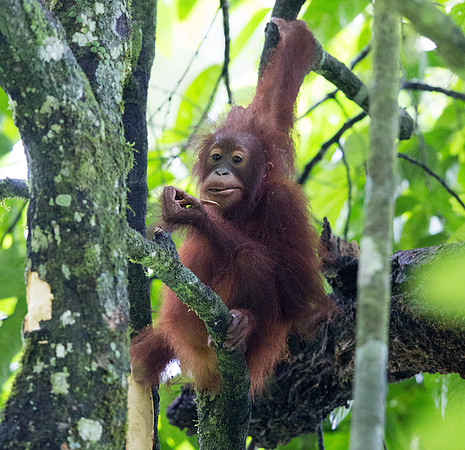 Bornean orangutan (Pongo pygmaeus) Juv