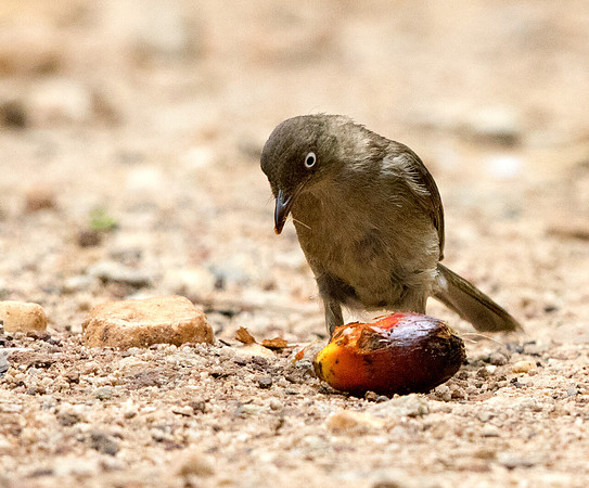 Buff-vented bulbul (Iole olivacea)