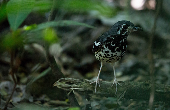 Ashy Thrush (Zoothera cinerea)