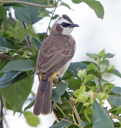 Yellow-vented bulbul (Pycnonotus goiavier)