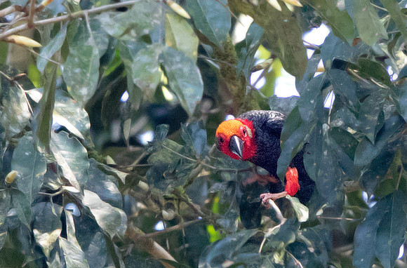 Bornean bristlehead (Pityriasis gymnocephala)