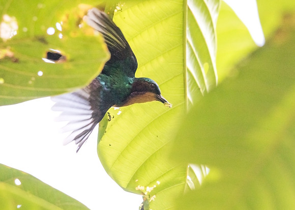 Ruby-cheeked sunbird (Chalcoparia singalensis) Male