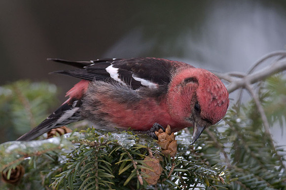 Two-barred Crossbill (Loxia leucoptera) male; also known as White-winged Crossbill