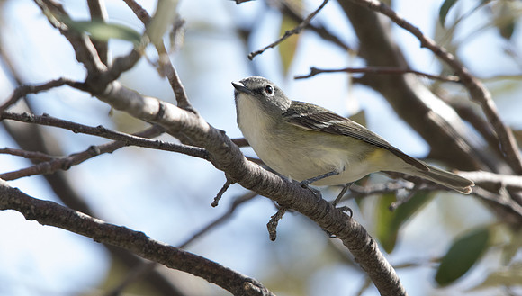 Plumbeous vireo (Vireo plumbeus)